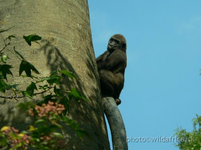 congo gorilla05.jpg - Young gorilla climbing huge artificial forest giant tree.